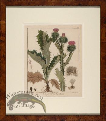 Hayne's Botanical in Burl 09